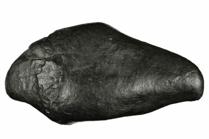 Fossil Sperm Whale (Scaldicetus) Tooth - South Carolina #185994